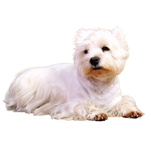 dog icon