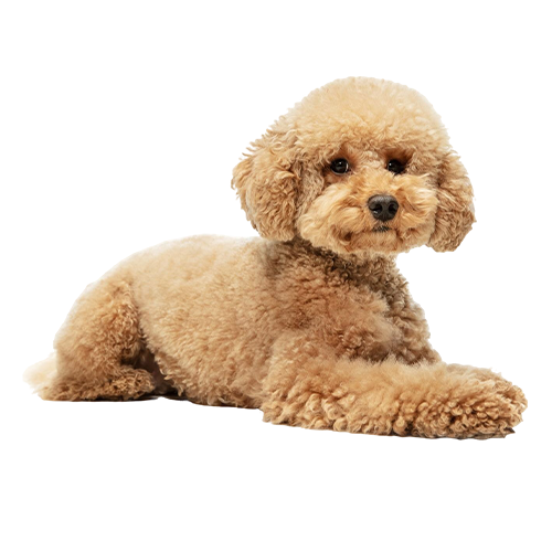 dog icon