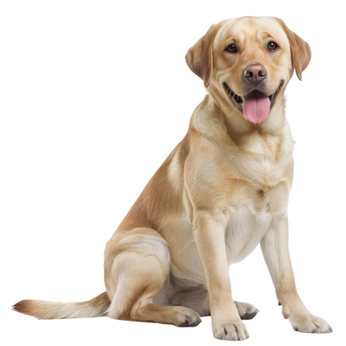 dog icon