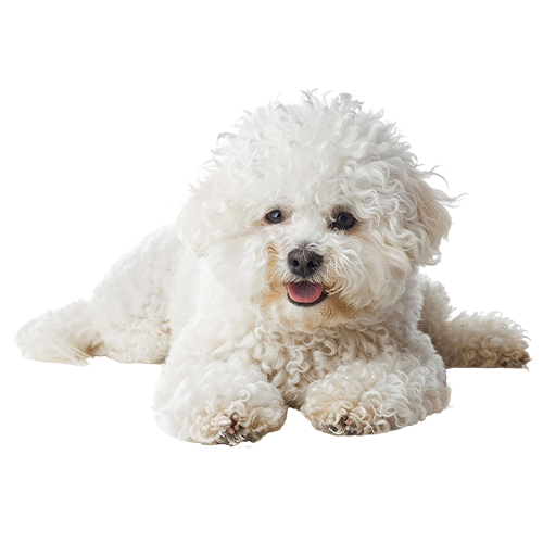 dog icon