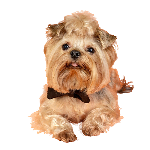dog icon
