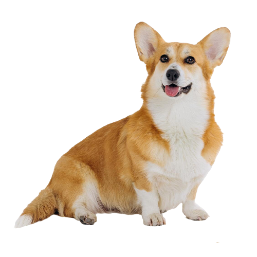 dog icon